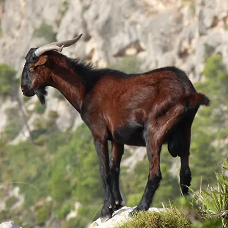 Апартаменти Ullal - Rural Charm-agritourism Approx 65000 Meters Private Mountain And Outdoor Adventure Agritourism Equipated - Private Mountain Path Approximately 5 Minutes Walking From The -ideal For Relaxation