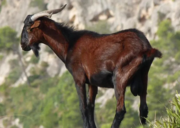 Διαμέρισμα Ullal - Rural Charm-agritourism Approx 65000 Meters Private Mountain And Outdoor Adventure Agritourism Equipated - Private Mountain Path Approximately 5 Minutes Walking From The -ideal For Relaxation